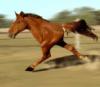 Camino's Photo